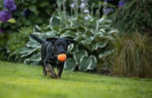 Black dog with a ball in its mouth