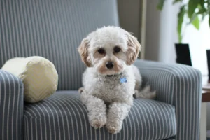 White Shih Tzu Puppy on fabric sofa chair