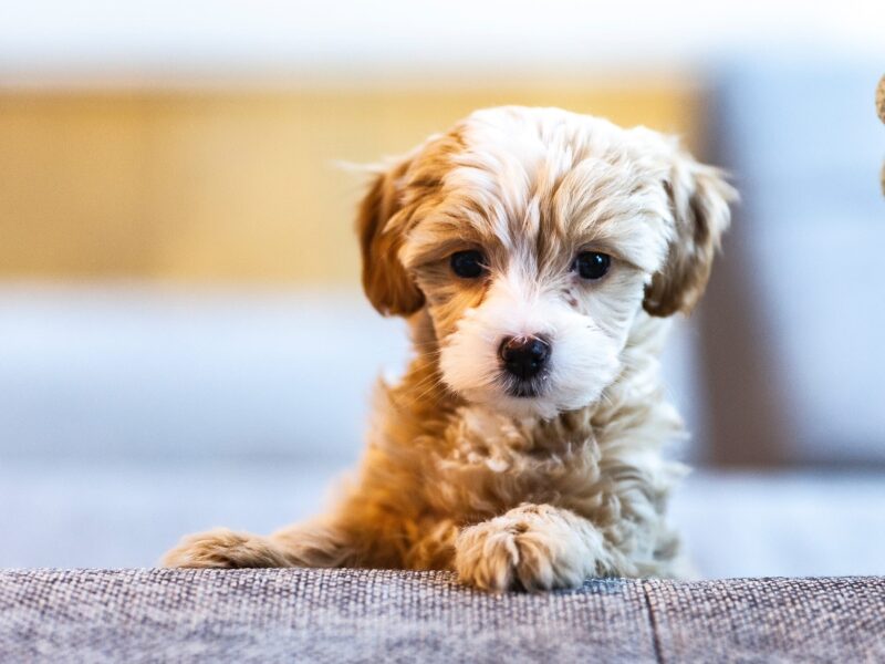 Puppy leaning on sofa